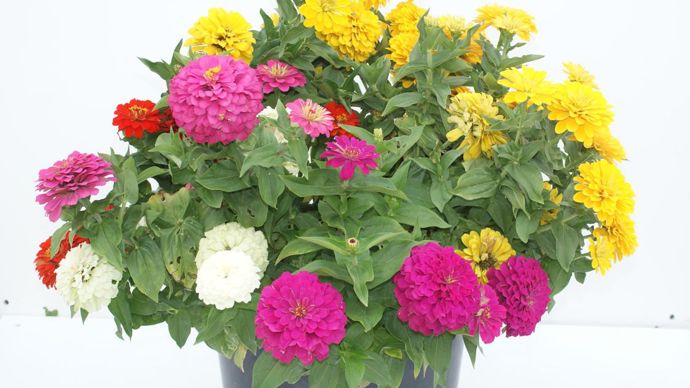 Zinnia ZESTY TM mélange. A l’Arexhor Est Horticole, à Roville-aux-Chênes (88).